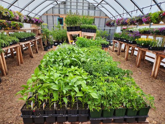 Vegetable and herb starts in the Aspen Grove greenhouse in Evanston