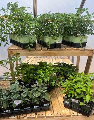 Trays of starts on the Aspen Grove benches